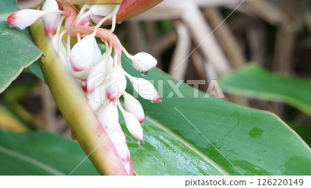保濕草本，南薑花 126220149