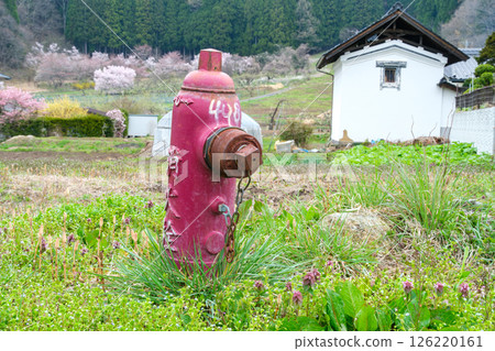 Cherry blossoms and fire hydrants 126220161