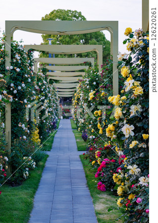 A park full of blooming roses 126220261