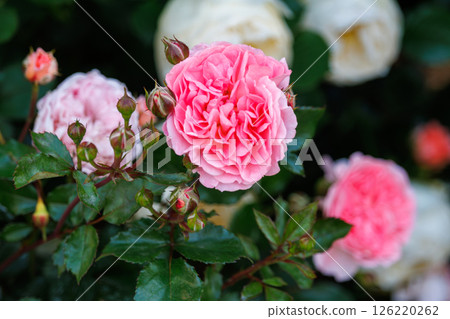 A park full of blooming roses 126220262