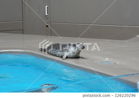 海豹從水中探出頭來 126220296