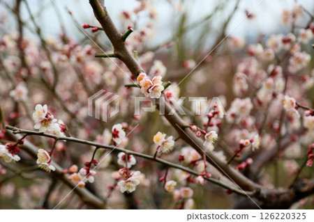 可愛的梅花 可愛的梅花 126220325