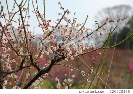 清爽的梅花 清爽的梅花 126220326