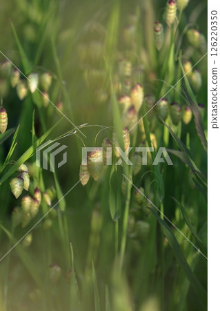 Madder beetle Madder beetle 126220350