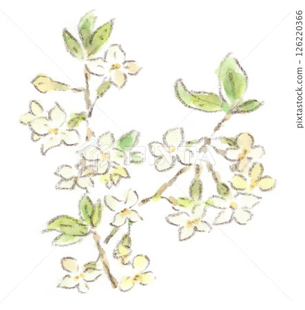 春季植物，天竺葵水彩畫，開著淡黃色的小花 126220366