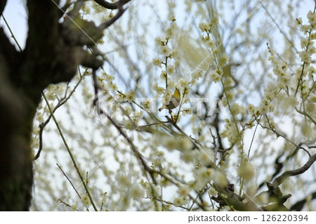 Refreshing white plum blossoms Refreshing white plum blossoms 126220394