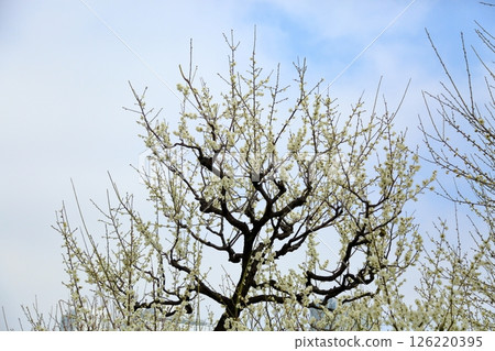 Refreshing white plum blossoms 126220395