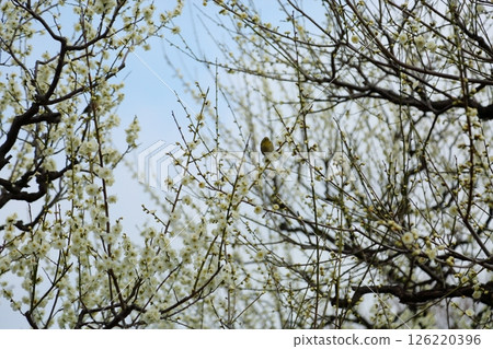 Refreshing white plum blossoms Refreshing white plum blossoms 126220396