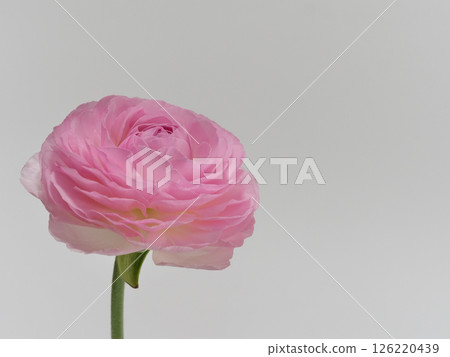 Pink Ranunculus flower [Ranunculus] 126220439