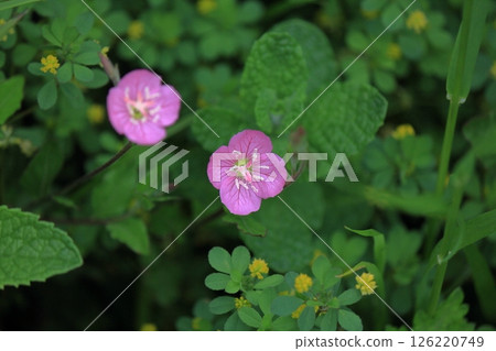 Wildflowers, Yugesho Wildflowers, Yugesho 126220749