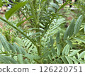 Marigold flower leaves in the garden for background 126220751