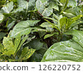 Creative and freshness nature background with some plants 126220752