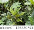 Creative and freshness nature background with some varied plants 126220753