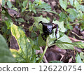 Creative nature background Xylotrupes gideon head closeup 126220754