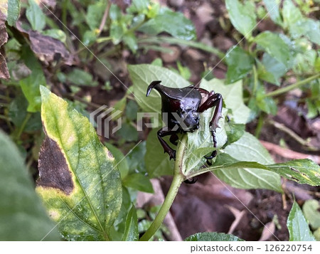 Creative nature background Xylotrupes gideon head closeup Creative nature background Xylotrupes gideon head closeup 126220754