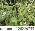 Creative nature background a caterpillar has a beautiful colors 126220755