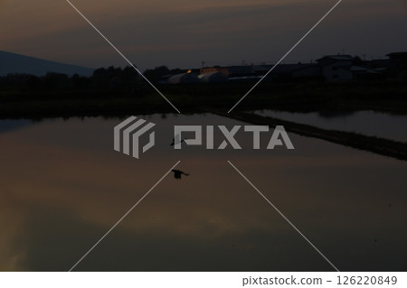 Spring rice fields at dusk 126220849