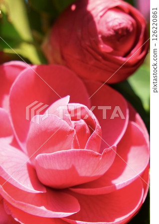 Beautiful camellia flower close-up with sunlight pouring in 126220861