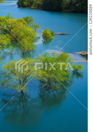 Submerged forest at Lake Akiogi in Senboku City Submerged forest at Lake Akiogi in Senboku City 126220884