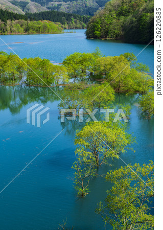 Submerged forest at Lake Akiogi in Senboku City 126220885