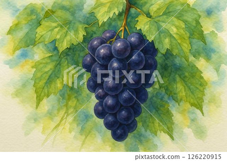 Grape Kyoho 126220915