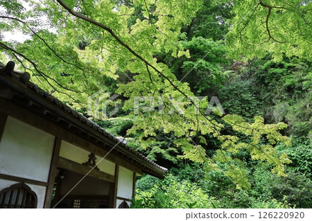 The main gate of Meigetsuin Temple surrounded by fresh greenery The main gate of Meigetsuin Temple surrounded by fresh greenery 126220920