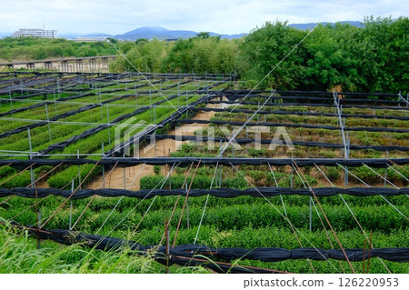 Sayamahamadai Tea Farm 126220953