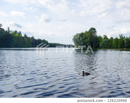 A duck swims on a pond surrounded by greenery 126220998