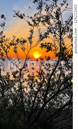 Beautiful view of the sunset through the branches of a tree. Sunset over the sea. Summer evening. Vertical photography. 126221002