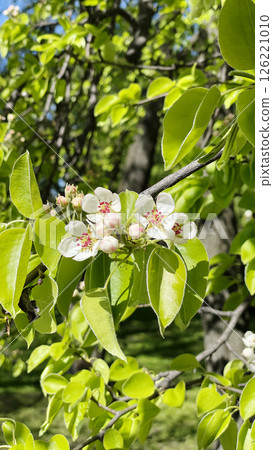 The Beautiful Blooming Pear Flowers Gracefully Shine Amidst Fresh Green Leaves Around Them The Beautiful Blooming Pear Flowers Gracefully Shine Amidst Fresh Green Leaves Around Them 126221010