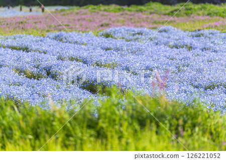 Nemophila on the opposite bank of the Aonodo Cave in the early morning Nemophila on the opposite bank of the Aonodo Cave in the early morning 126221052