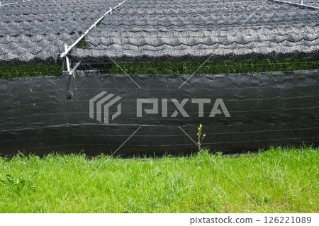 宇治市茶園覆蓋栽培 126221089