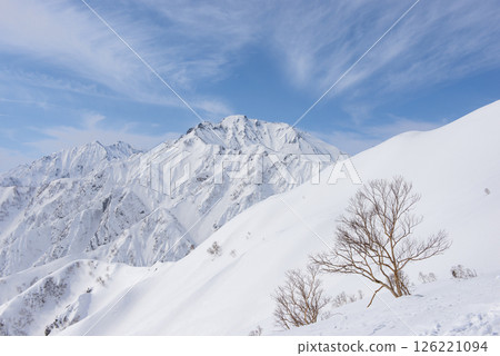Mount Goryu and Erman's birch as seen from Happo-one in Hakuba Village, Nagano Prefecture Mount Goryu and Erman's birch as seen from Happo-one in Hakuba Village, Nagano Prefecture 126221094