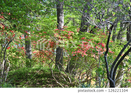 紅色的杜鵑花在森林的鮮綠中格外醒目。秩父高原牧場附近、東秩父村。 紅色的杜鵑花在森林的鮮綠中格外醒目。秩父高原牧場附近、東秩父村。 126221104