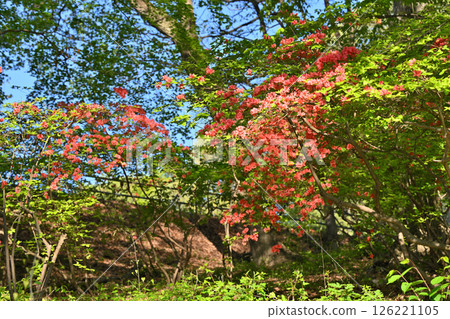 Red azaleas stand out among the fresh greenery of the forest. Near Chichibu Kogen Ranch, Higashichichibu Village. 126221105