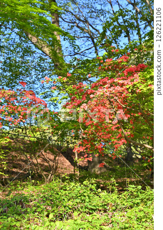 紅色的杜鵑花在森林的鮮綠中格外醒目。秩父高原牧場附近、東秩父村。 紅色的杜鵑花在森林的鮮綠中格外醒目。秩父高原牧場附近、東秩父村。 126221106