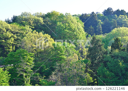 綠樹成蔭,新綠點綴其間 秩父高原牧場附近 東秩父村 綠樹成蔭,新綠點綴其間 秩父高原牧場附近 東秩父村 126221146