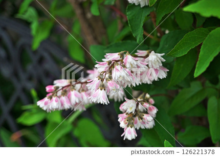 Pink and white Hydrangea flowers (spring, May) 126221378