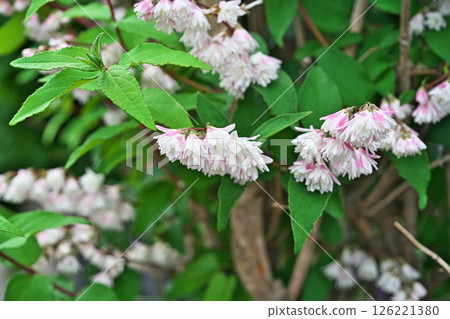 Pink and white Hydrangea flowers (spring, May) Pink and white Hydrangea flowers (spring, May) 126221380