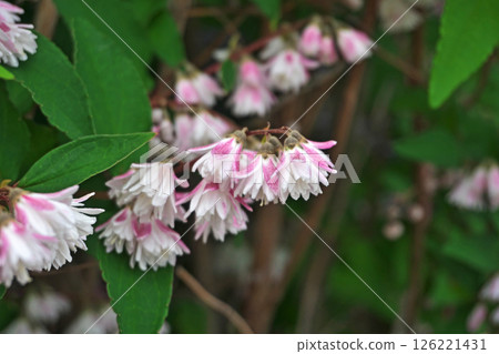 Pink and white Hydrangea flowers (spring, May) Pink and white Hydrangea flowers (spring, May) 126221431
