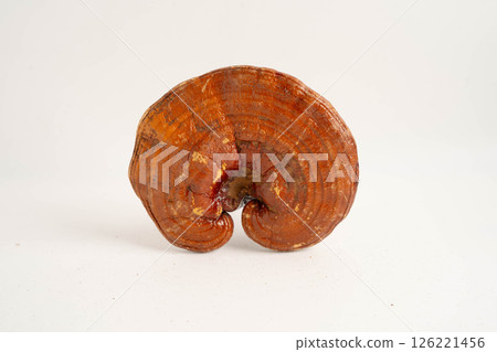 Lingzhi or Reishi mushroom with capsules, organic natural healthy food. 126221456