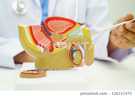 Male reproductive system, Asian doctor holding human anatomy model for study diagnosis and treatment in hospital. Male reproductive system, Asian doctor holding human anatomy model for study diagnosis and treatment in hospital. 126221473