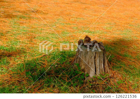 Metasequoia leaves and pine cones 126221536