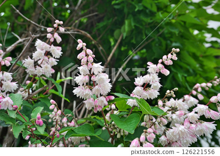 Pink and white Hydrangea flowers (spring, May) 126221556