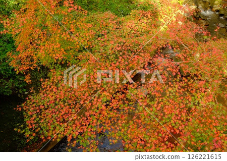 Kurama River and autumn leaves in autumn 126221615