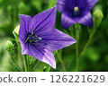 Purple bellflower flowers blooming during the rainy season in June 126221629