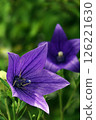 Purple bellflower flowers blooming during the rainy season in June 126221630