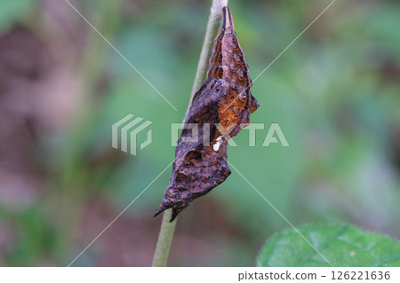 琉璃蛺蝶 126221636