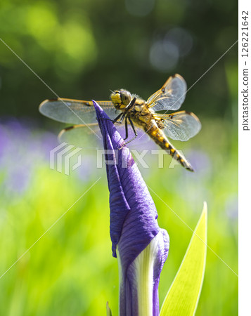 鳶尾花和蜻蜓 126221642