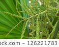 Closeup of green palm buds with leaf texture 126221783